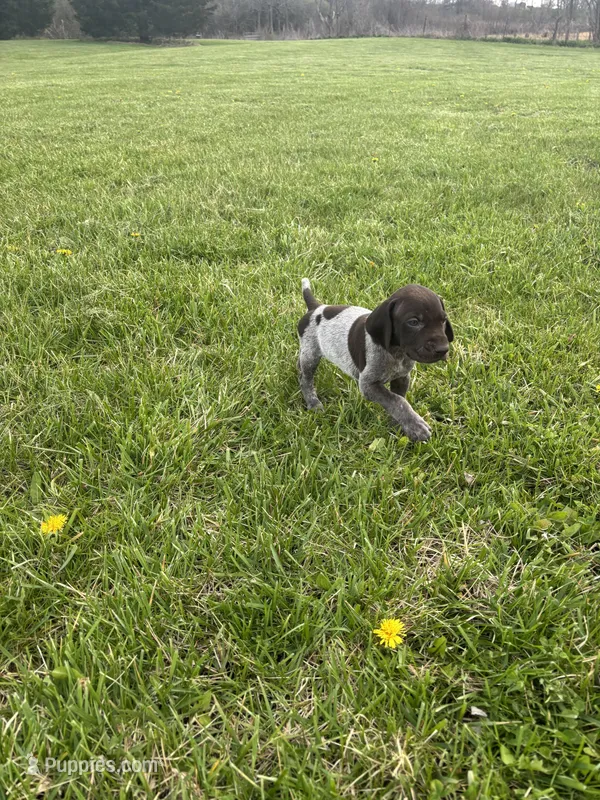Piper – German Shorthaired Pointer puppy for sale in Oxford, OH
