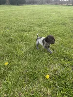 Piper, a female German Shorthaired Pointer for sale in Oxford, OH – Photo 1 of 4