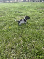 Piper, a female German Shorthaired Pointer for sale in Oxford, OH – Photo 4 of 4