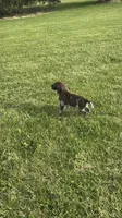 Maverick, a male German Shorthaired Pointer for sale in Oxford, OH – Photo 2 of 4