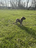 Maverick, a male German Shorthaired Pointer for sale in Oxford, OH – Photo 4 of 4