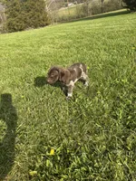 Maverick, a male German Shorthaired Pointer for sale in Oxford, OH – Photo 3 of 4