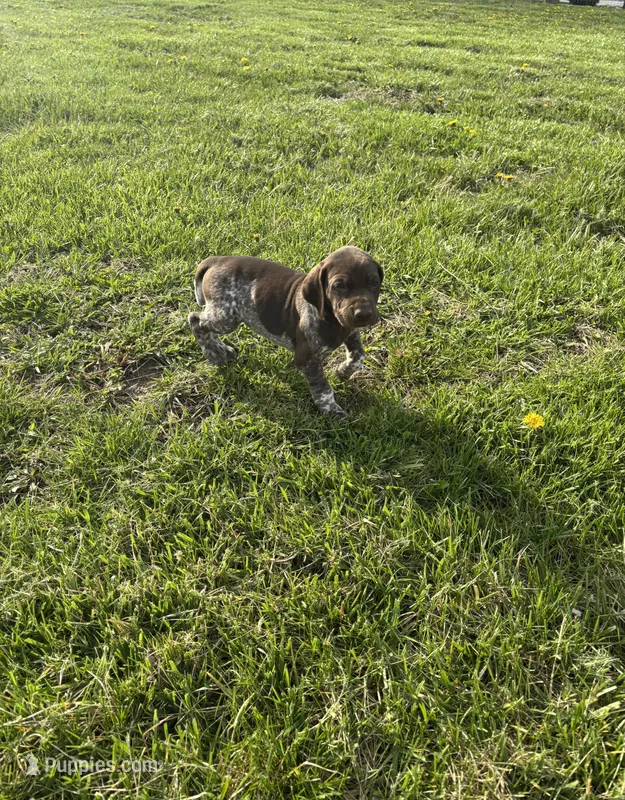 Maverick – German Shorthaired Pointer puppy for sale in Oxford, OH