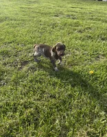 Maverick, a male German Shorthaired Pointer for sale in Oxford, OH – Photo 1 of 4