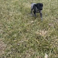 Ranger, a male German Shorthaired Pointer for sale in Oxford, OH – Photo 2 of 3