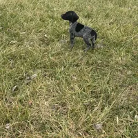 Ranger, a male German Shorthaired Pointer for sale in Oxford, OH – Photo 3 of 3