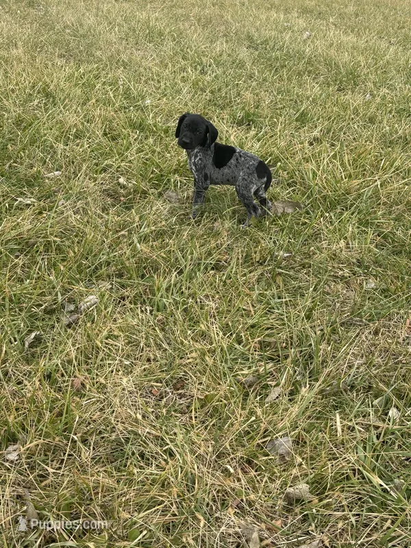 Ranger – German Shorthaired Pointer puppy on hold in Oxford, OH