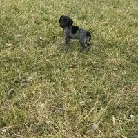 Ranger, a male German Shorthaired Pointer for sale in Oxford, OH – Photo 1 of 3