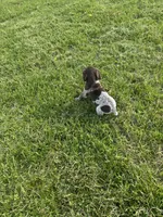 Ace, a male German Shorthaired Pointer for sale in Oxford, OH – Photo 4 of 4