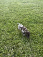 Ace, a male German Shorthaired Pointer for sale in Oxford, OH – Photo 3 of 4