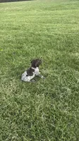 Ace, a male German Shorthaired Pointer for sale in Oxford, OH – Photo 2 of 4