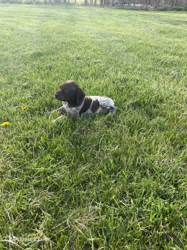 Ace – German Shorthaired Pointer puppy for sale in Oxford, OH