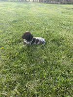 Ace, a male German Shorthaired Pointer for sale in Oxford, OH – Photo 1 of 4