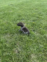 Buck, a male German Shorthaired Pointer for sale in Oxford, OH – Photo 4 of 4