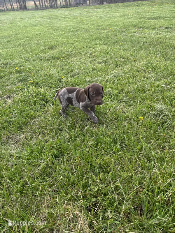 Buck – German Shorthaired Pointer puppy for sale in Oxford, OH