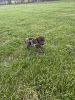 Buck, a male German Shorthaired Pointer for sale in Oxford, OH – Photo 1 of 4