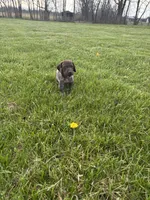 Buck, a male German Shorthaired Pointer for sale in Oxford, OH – Photo 2 of 4