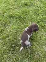 Buck, a male German Shorthaired Pointer for sale in Oxford, OH – Photo 3 of 4