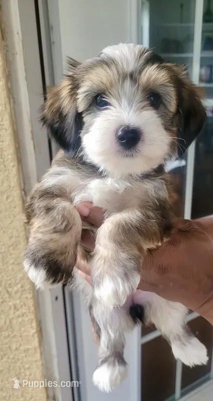 yorkie  – Yorkshire Terrier puppy for sale in Ocoee, FL