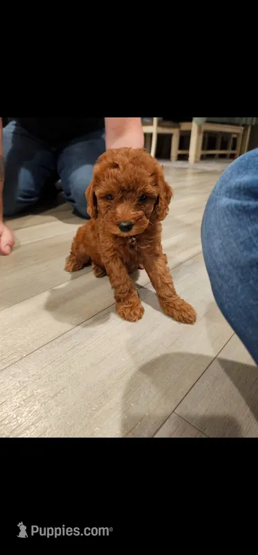 Molly , a female Cavapoo for sale in Jeffersonville, KY – 1 of 1