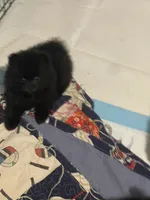 Last Time, a female Pomeranian for sale in Opelika, AL – 2 of 4