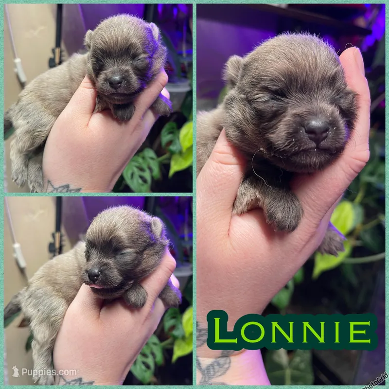 Lonnie – Pomeranian puppy for sale in Opelika, AL