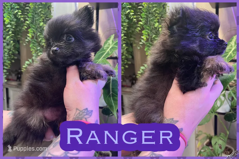 Ranger – Pomeranian puppy for sale in Opelika, AL