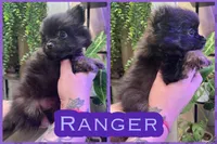 Ranger, a male Pomeranian for sale in Opelika, AL – 1 of 1