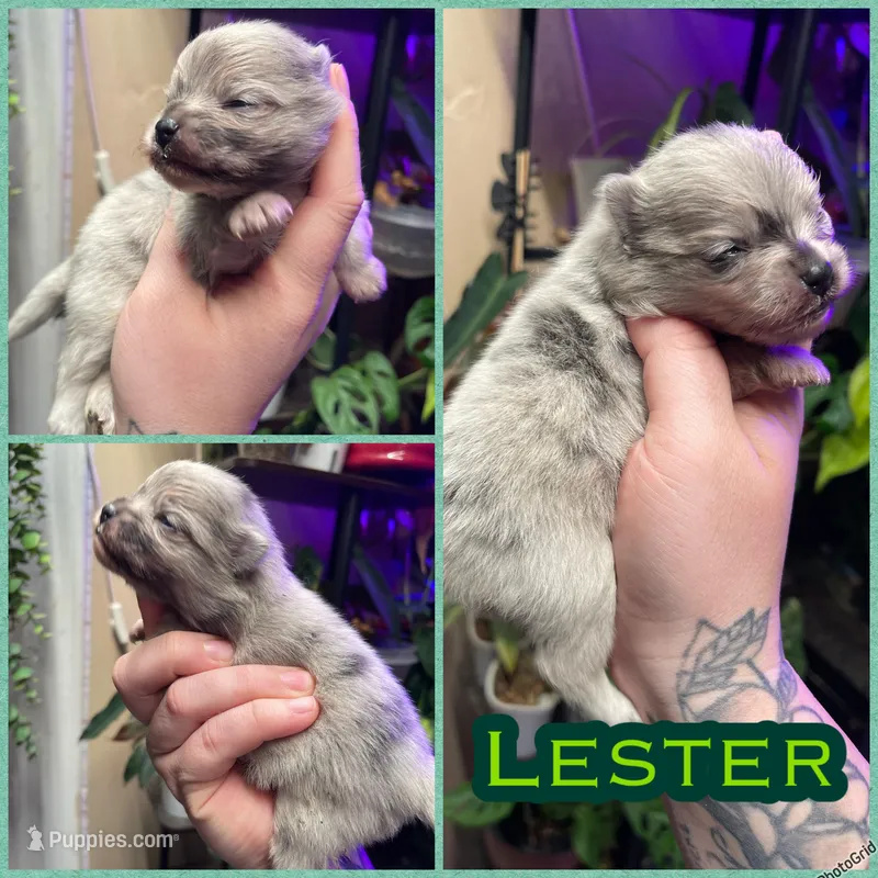 Lester – Pomeranian puppy for sale in Opelika, AL