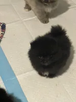 Last Time, a female Pomeranian for sale in Opelika, AL – 4 of 4