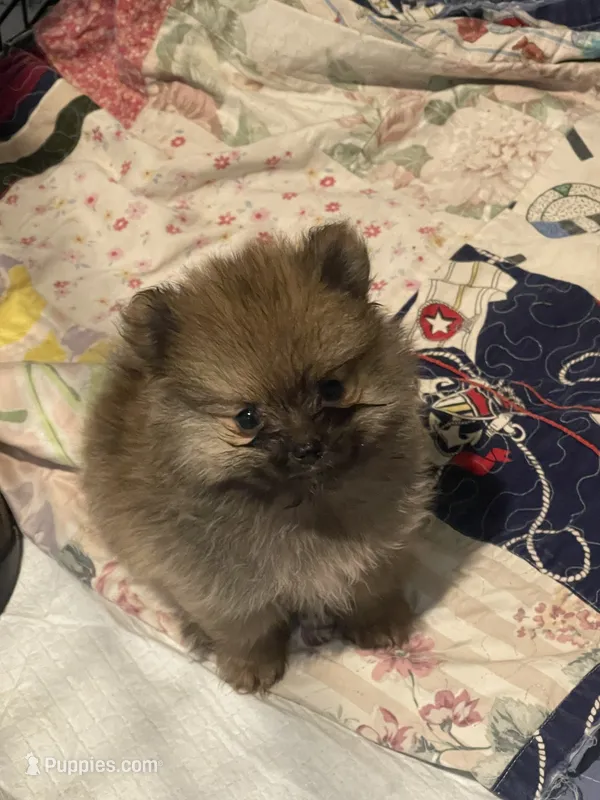 Last Time – Pomeranian puppy for sale in Opelika, AL