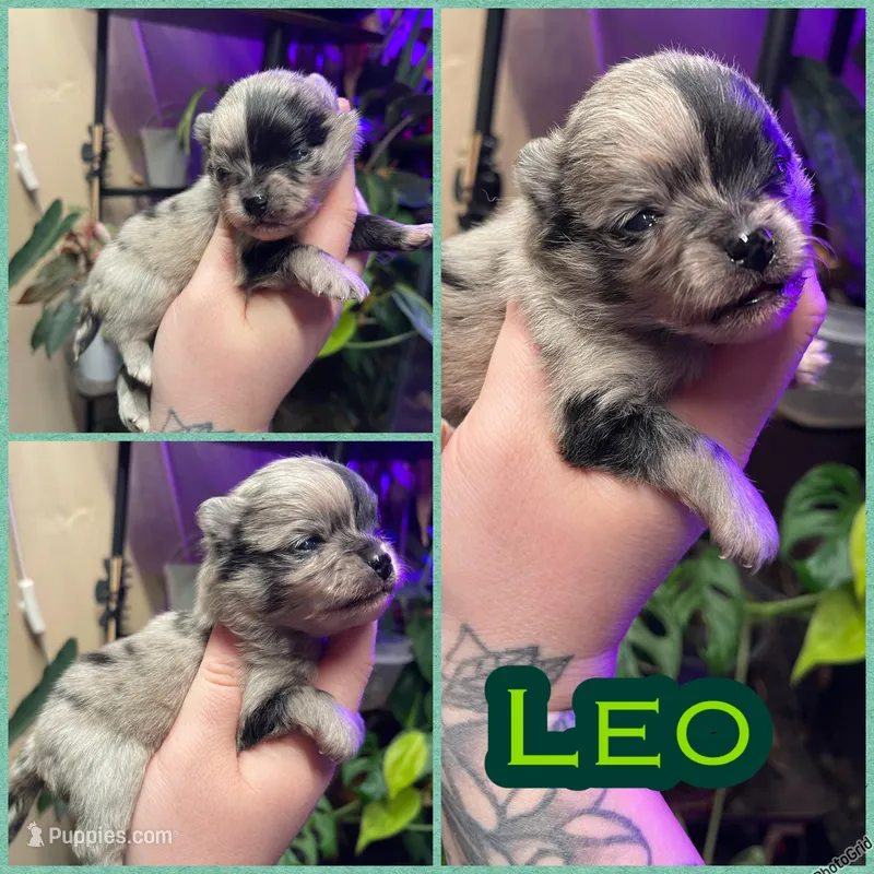 Leo – Pomeranian puppy for sale in Opelika, AL