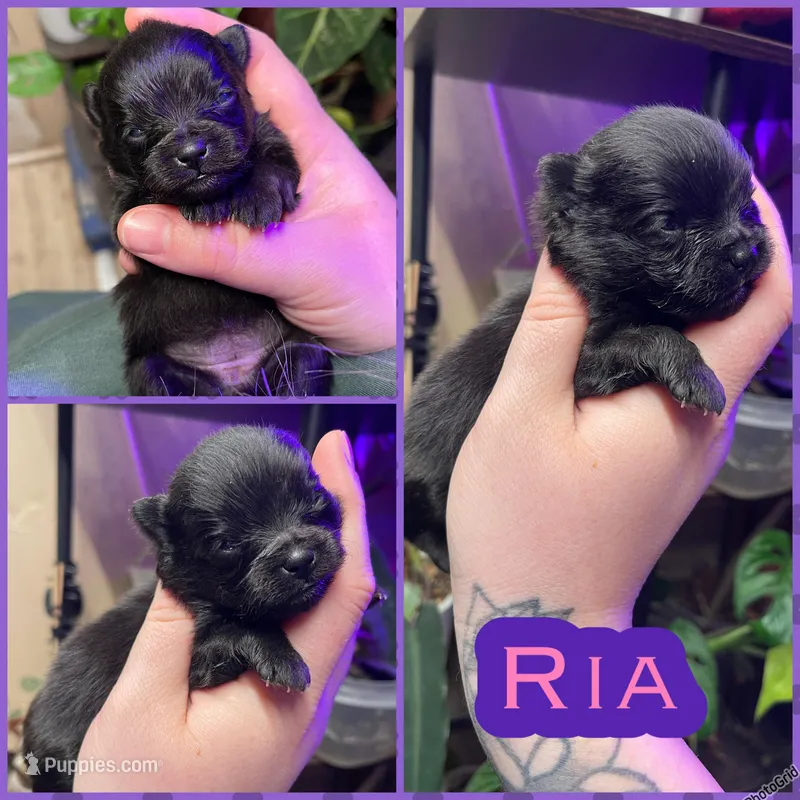 Ria – Pomeranian puppy for sale in Opelika, AL