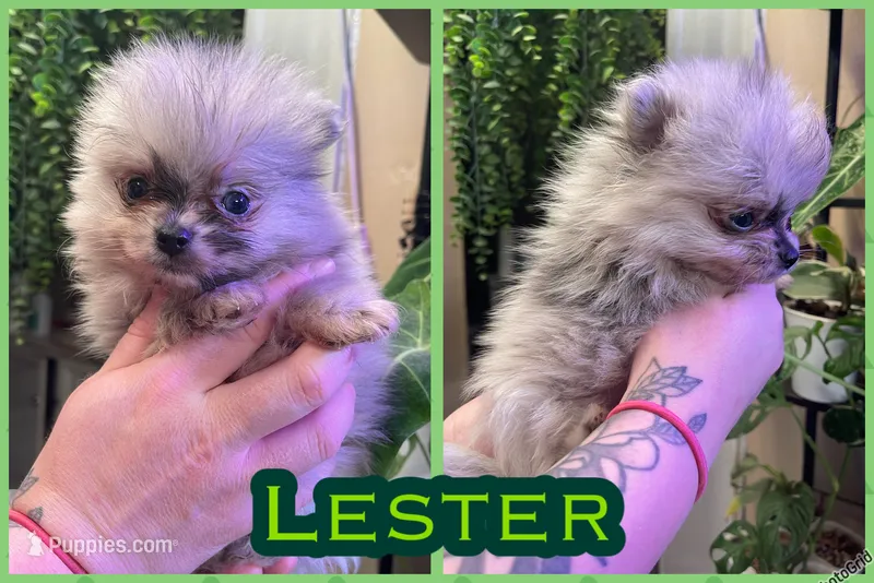 Lester – Pomeranian puppy for sale in Opelika, AL