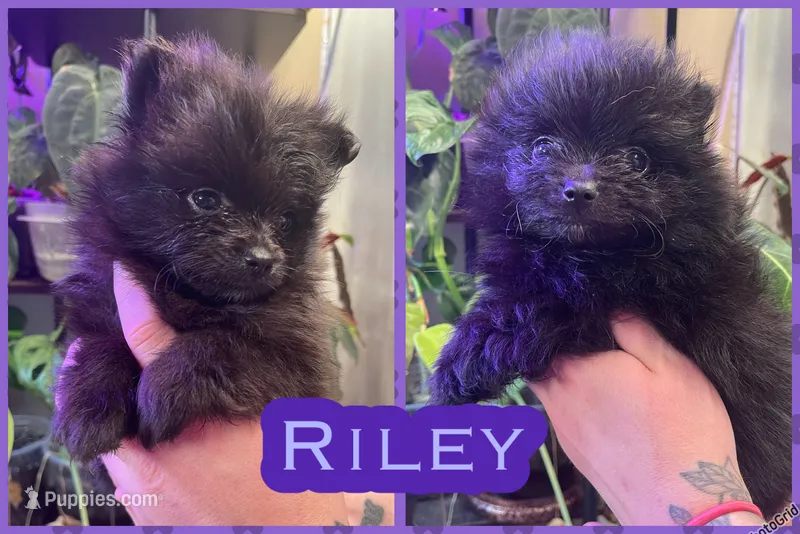 Riley – Pomeranian puppy for sale in Opelika, AL