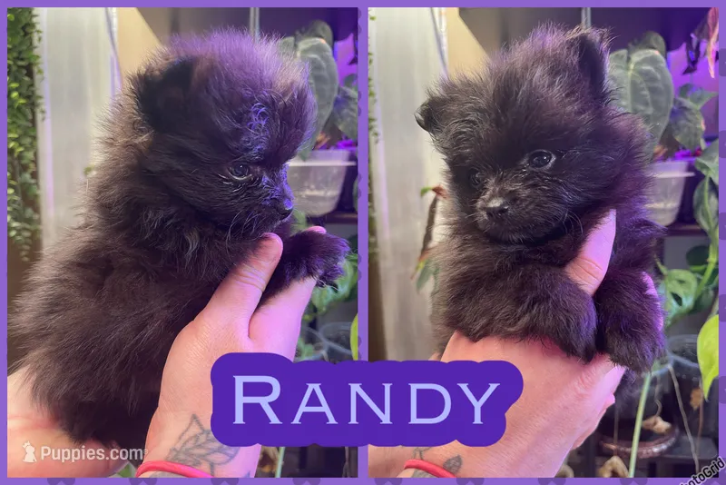Randy – Pomeranian puppy for sale in Opelika, AL