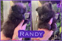 Randy, a male Pomeranian for sale in Opelika, AL – 1 of 1