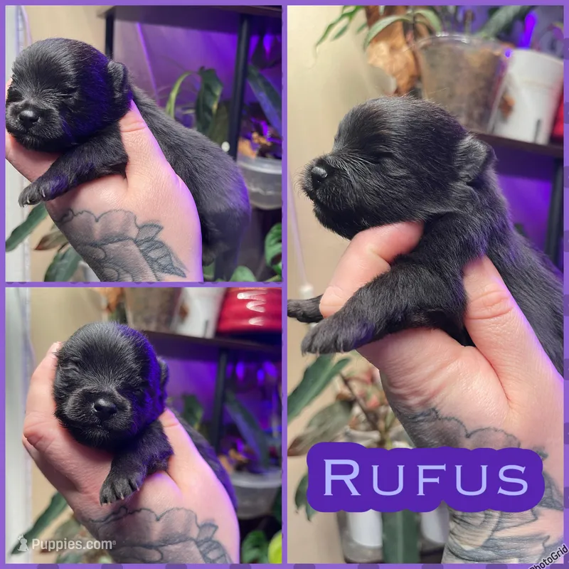 Rufus  – Pomeranian puppy for sale in Opelika, AL