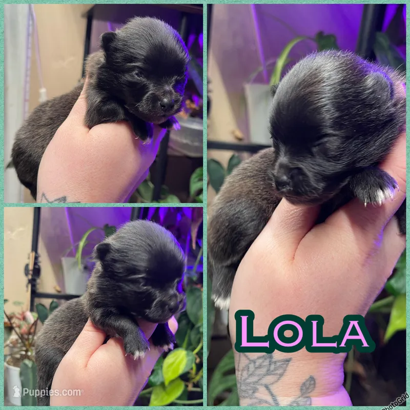 Lola – Pomeranian puppy for sale in Opelika, AL