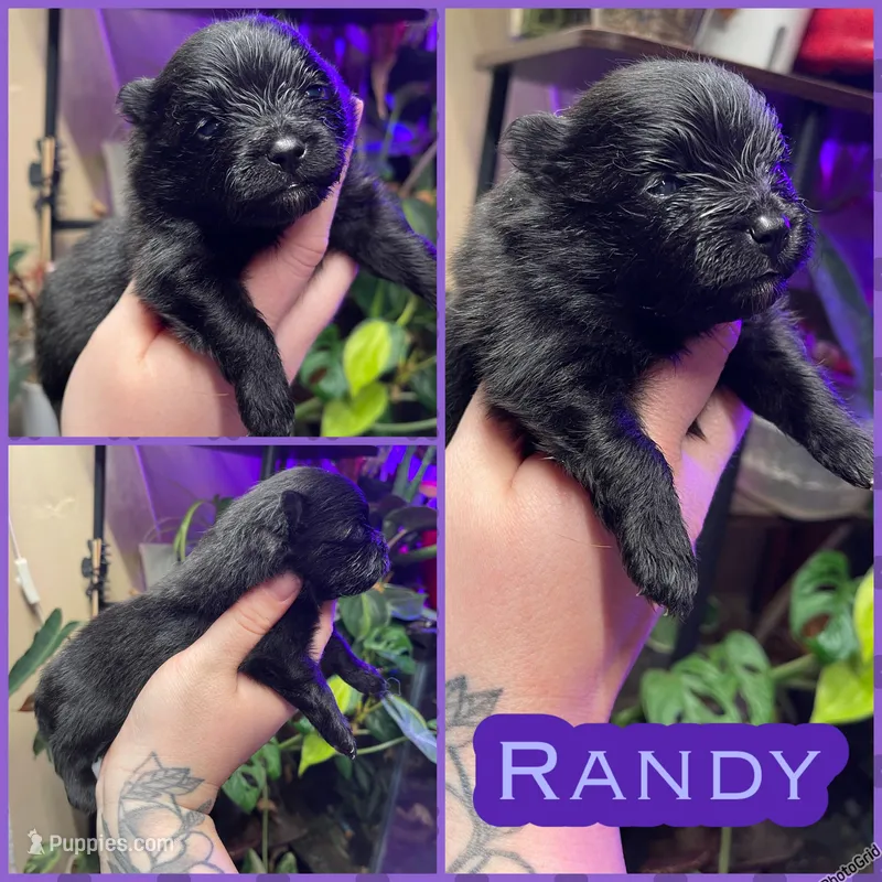 Randy – Pomeranian puppy for sale in Opelika, AL