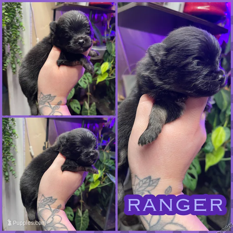 Ranger – Pomeranian puppy for sale in Opelika, AL