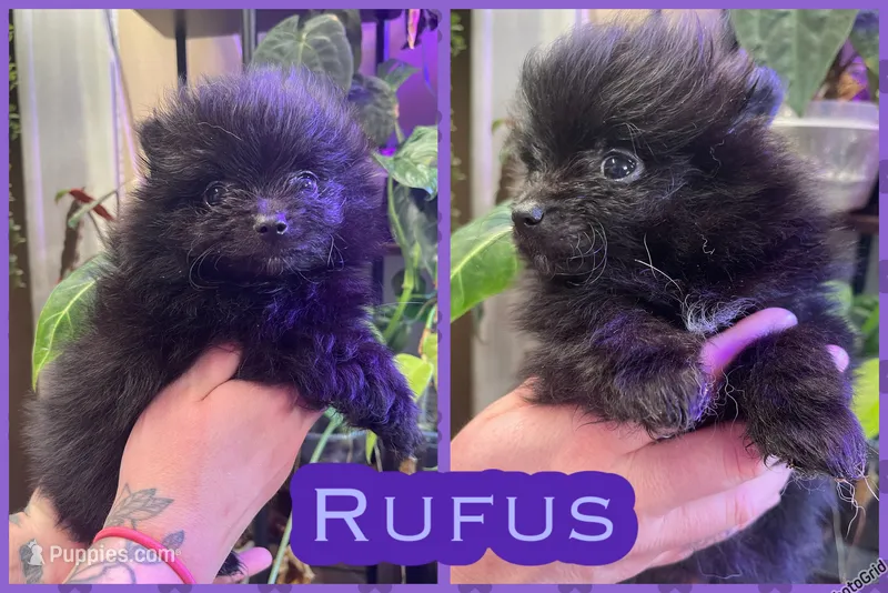 Rufus , a male Pomeranian for sale in Opelika, AL – 1 of 1