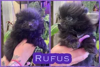Rufus , a male Pomeranian for sale in Opelika, AL – 1 of 1
