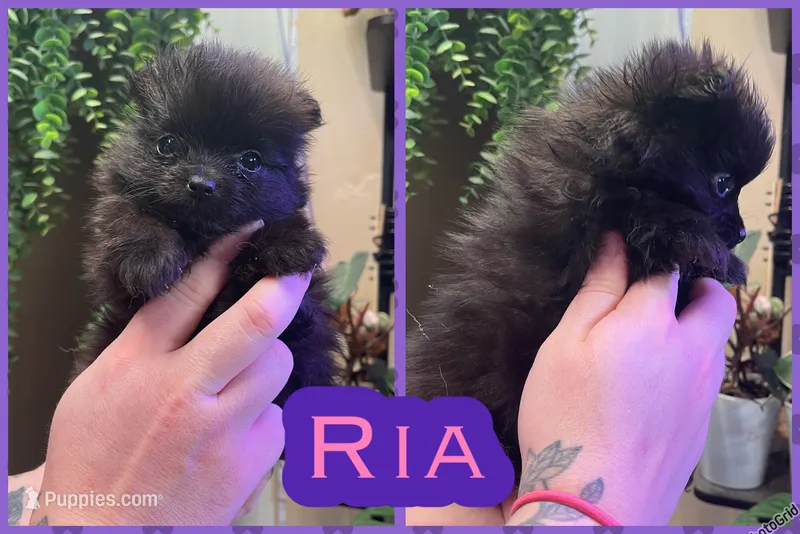 Ria – Pomeranian puppy for sale in Opelika, AL