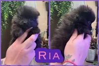 Ria, a female Pomeranian for sale in Opelika, AL – 1 of 1