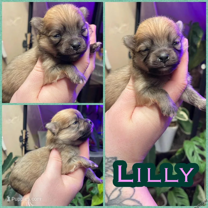 Lilly – Pomeranian puppy for sale in Opelika, AL