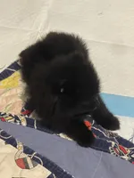 Last Time, a female Pomeranian for sale in Opelika, AL – 3 of 4