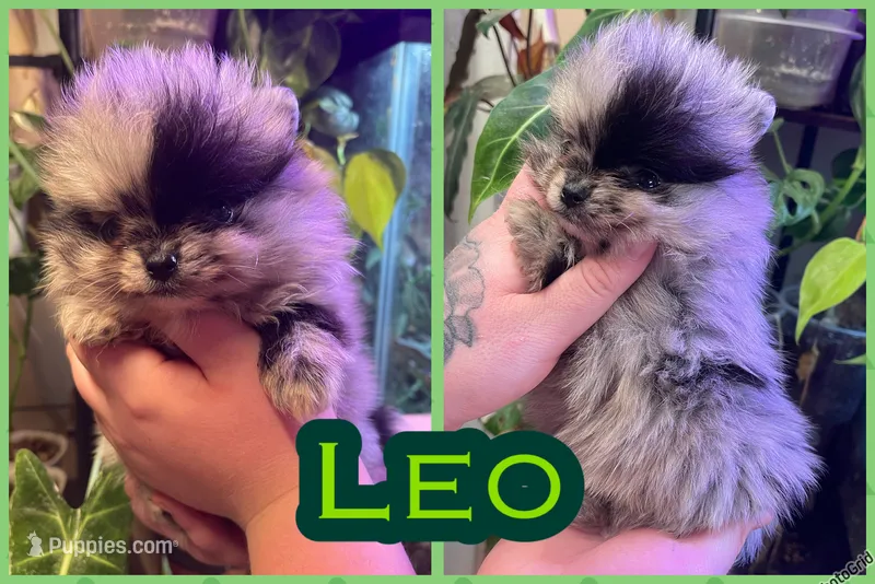 Leo – Pomeranian puppy for sale in Opelika, AL