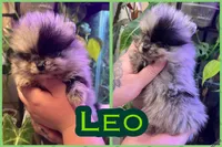 Leo, a male Pomeranian for sale in Opelika, AL – 1 of 1