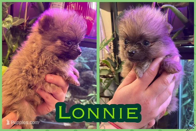 Lonnie – Pomeranian puppy for sale in Opelika, AL